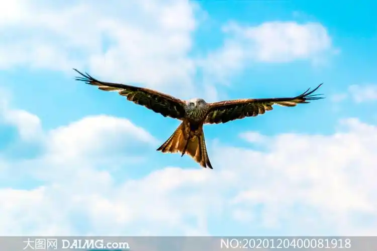 蓝天下展翅飞翔的雄鹰摄影图片