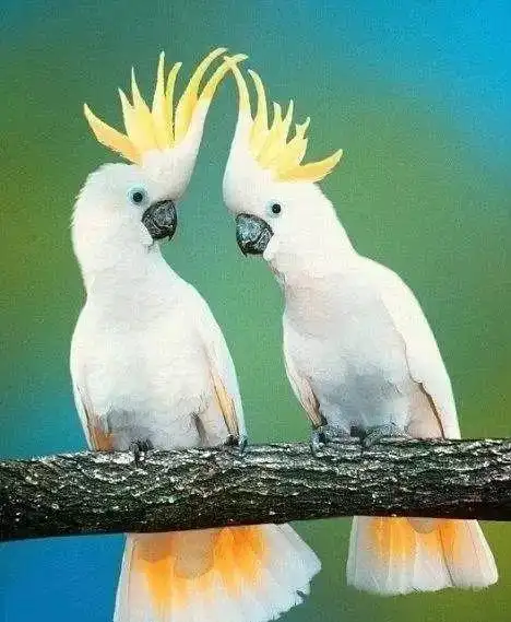 摩鹿加葵花凤头(红葵,朱鹭冠)鹦鹉 (52厘米)