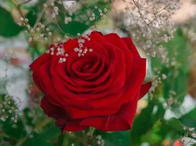 新鲜红玫瑰图片-新鲜红玫瑰素材-新鲜红玫瑰插画-摄图新视界