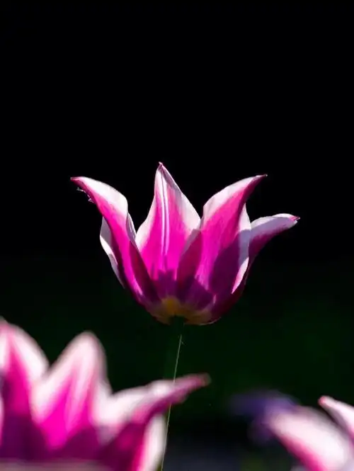 唯美的花卉壁纸