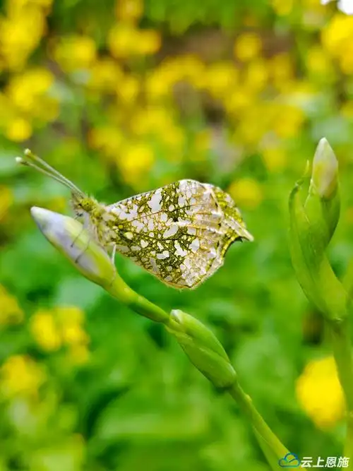 咸丰迷彩花蝴蝶上演蝶恋花