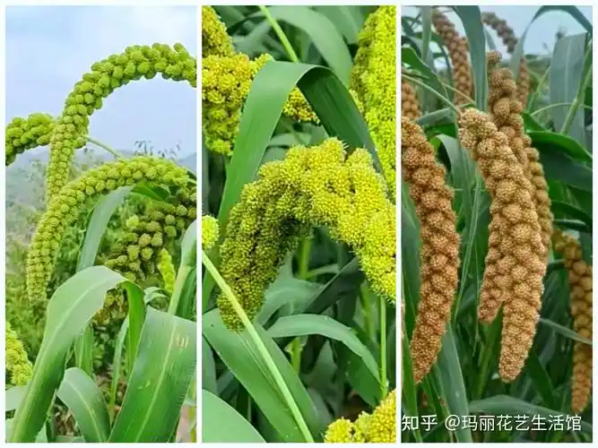 五谷开花太漂亮了!对于常吃的粮食开的花,看看你能认识几种?