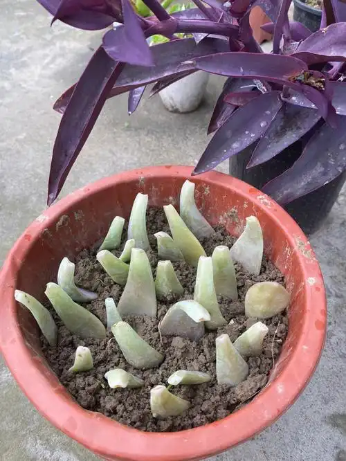 我妈说多肉应该这样扦插