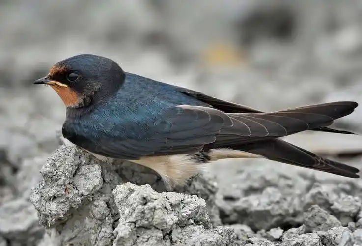 燕子图片 鸟类,燕子