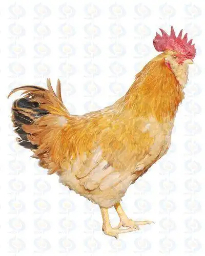 惠州特产介绍惠州特产有那些广东惠州特产图文介绍和购买信息