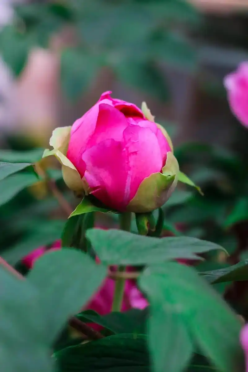 摄影 #图文#牡丹    唯有牡丹真国色 - 抖音