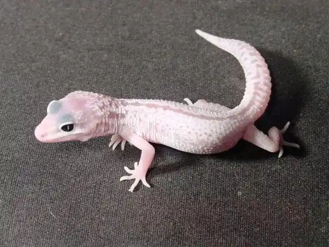 雪花类豹纹守宫概要snowedition