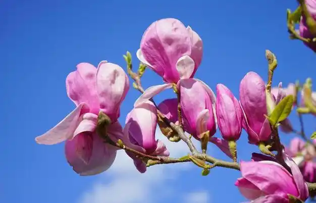 好运逆袭万事顺利下个月4生肖风生水起有财可发富贵四方来