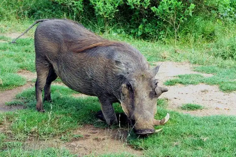 p>非洲疣猪(学名: i>phacochoerus africanus /i>):也称 a href="#">