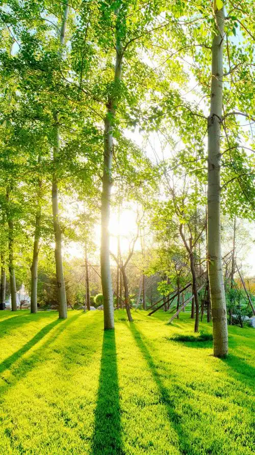 植树节后的绿色森林,风景-手机壁纸