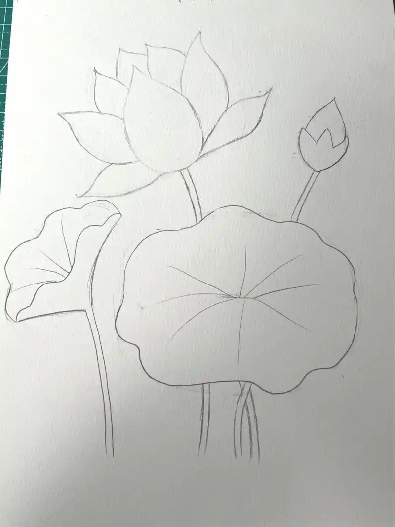 彩铅入门渐变色《荷花》简单 主要刻画荷花,荷叶直接铺色