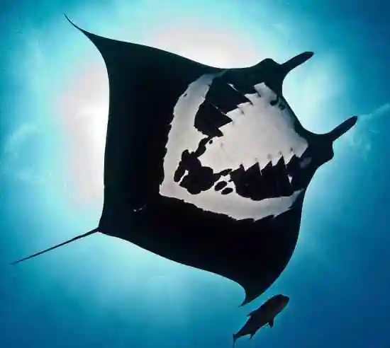 蝠鲼是魔鬼鱼(魔鬼鱼 魟鱼 蝠鲼) - 网络 - 影豆网