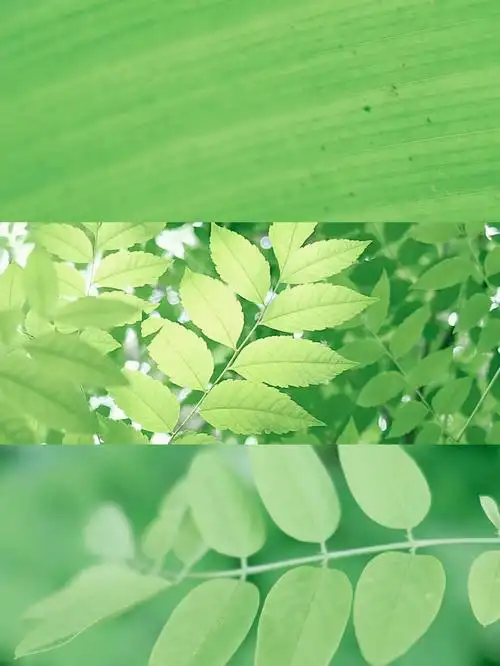 绿色爱好者这个滤镜好适合小清新绿色