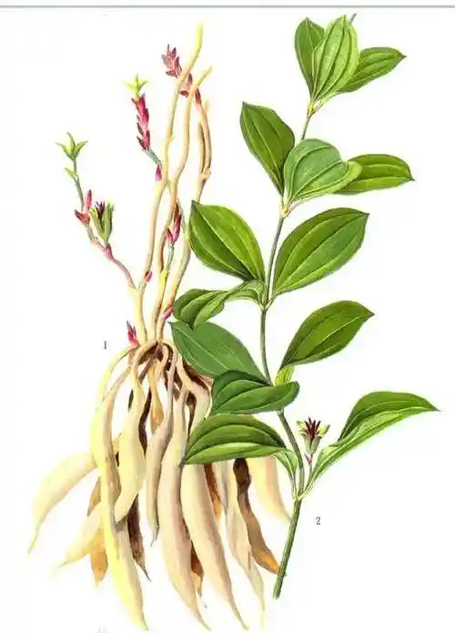 药师带你认草药百部