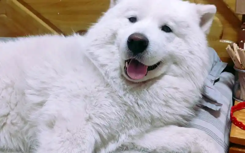 狗中傻白甜萨摩耶