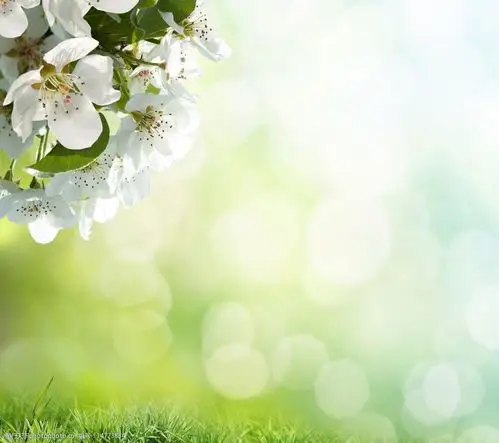 唯美淡雅樱花图片