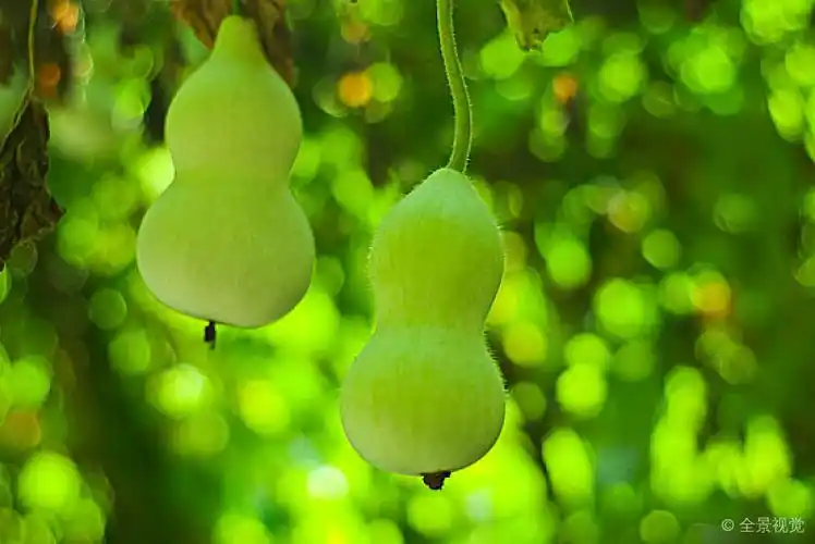 一根藤上的两个葫芦_高清图片_全景视觉