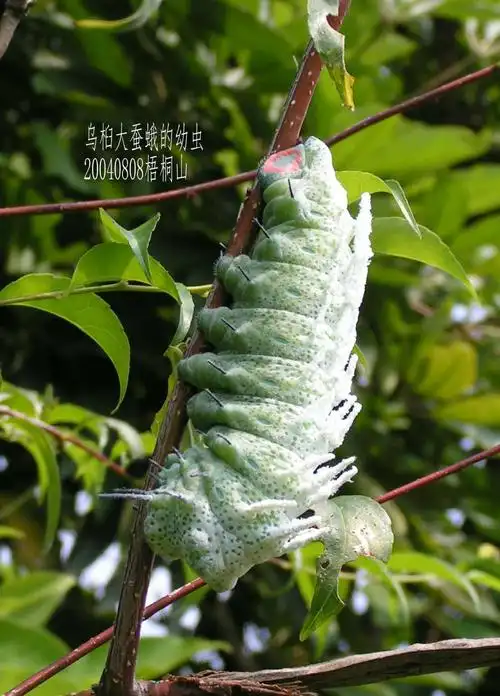 其它 拍摄到的几种蛾子 写美篇乌桕大蚕蛾幼虫吐出的丝比蚕丝略细,更