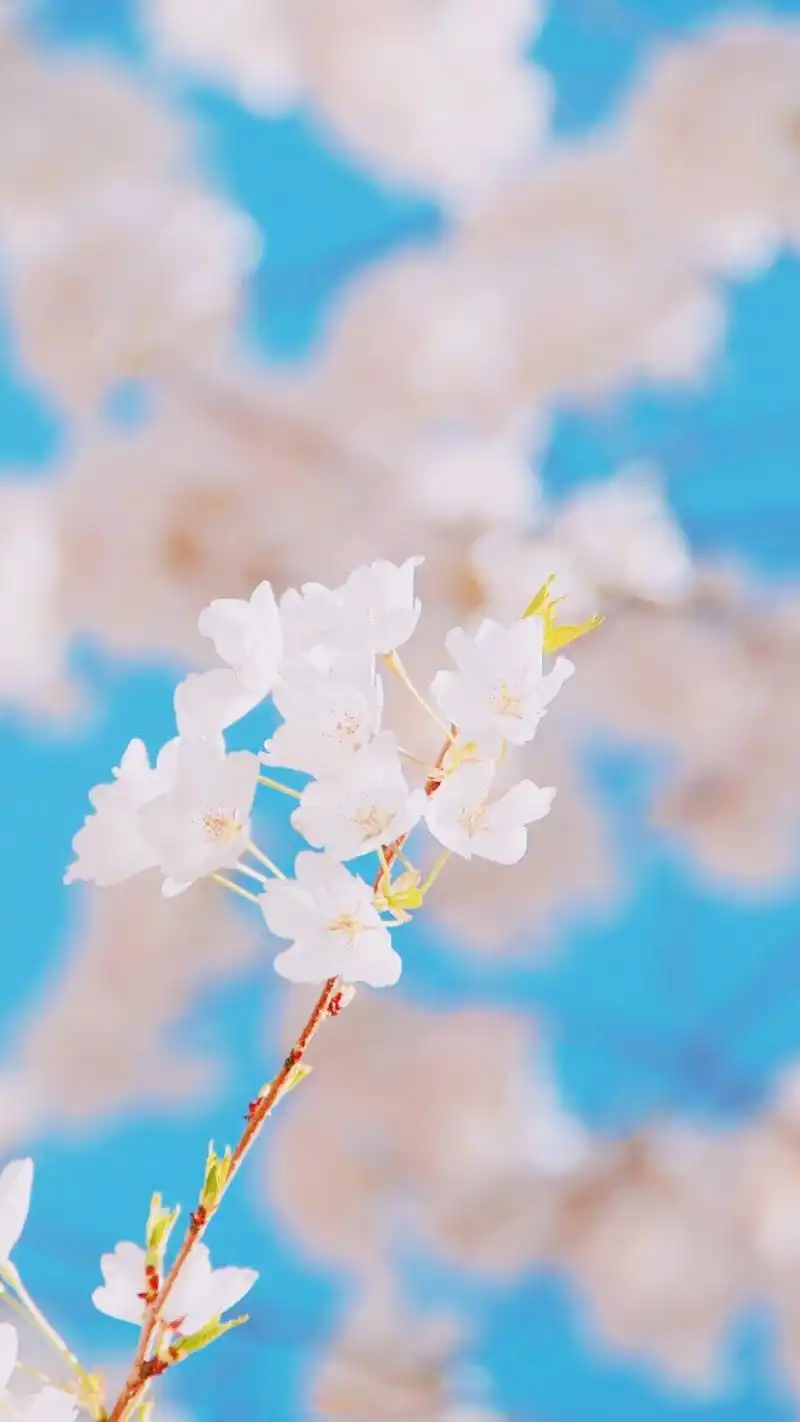 唯美好看的樱花高清图片手机壁纸