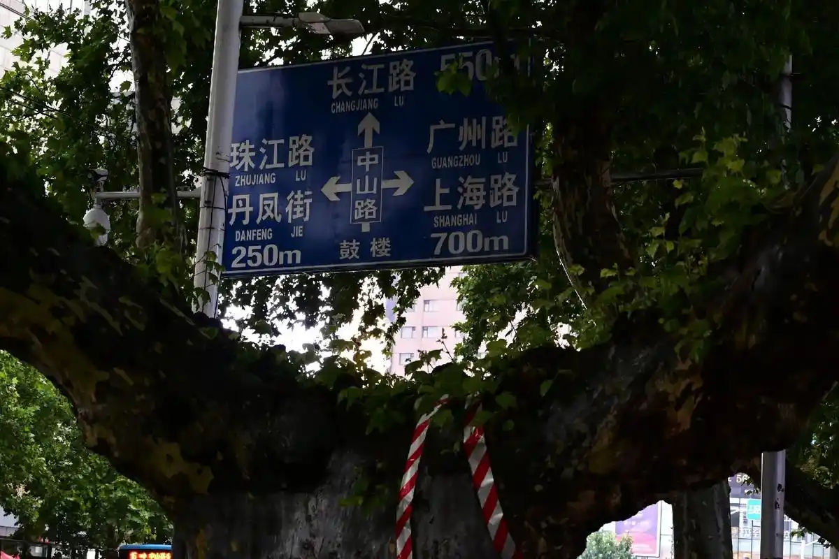 三号路依然长得没有尽头,梧桐荫还是枝繁叶茂,人间骄阳刚好,风 - 抖音