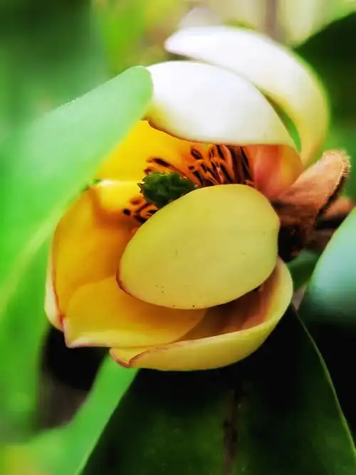 【一起拍春天】含笑花 - 新影像虎年印象 花粉俱乐部