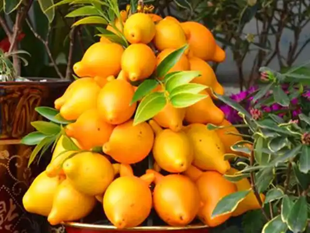 金黄葫芦树上挂是什么水果,红色葫芦水果是什么(把这种"吉祥果"种在家