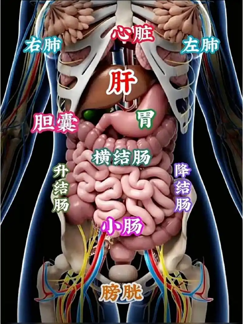 人体内脏的位置