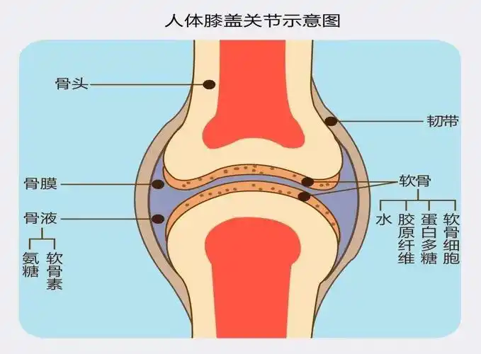 图331   骨关节的基本结构
