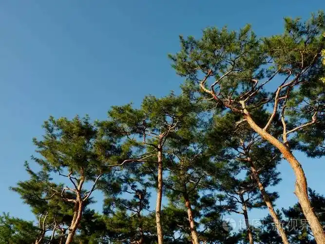 韩国松树景观