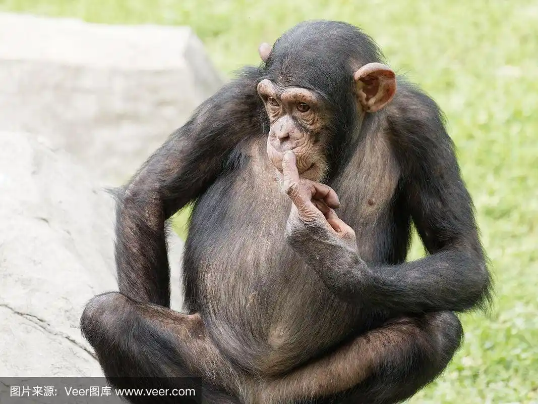 黑猩猩坐在绿色的草地上用它的手指指着它的鼻子,有趣的动物问我手势