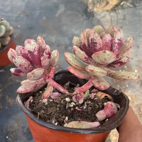 墨墨园艺多肉植物玉娇龙玉蛟龙血斑杂交新品群生多头老桩云南阳台