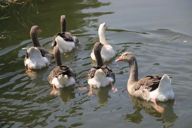 悠闲的大鹅戏水
