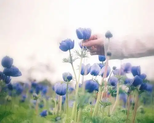 安静美好小清新可爱图片