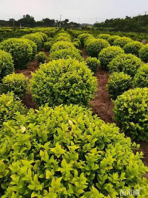 冠幅80厘米金叶女贞球