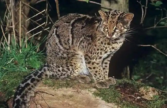 中华田园猫都有哪些品种