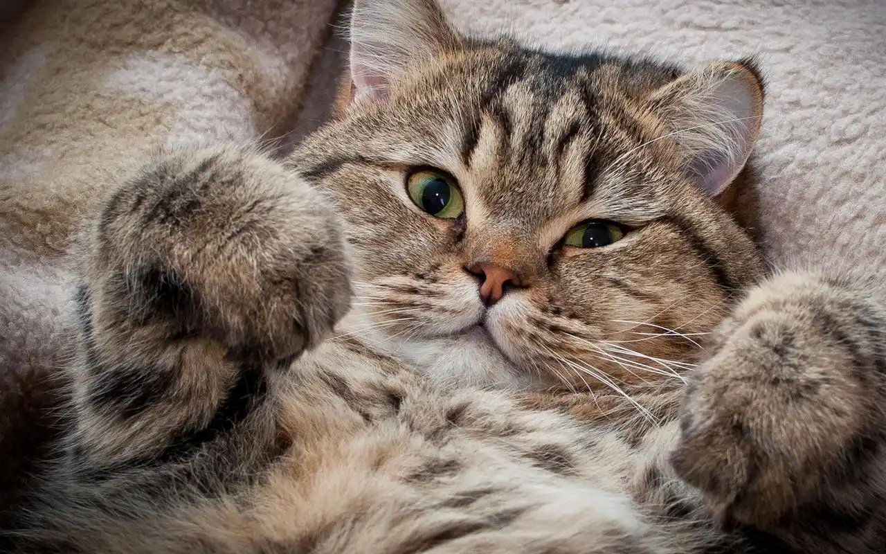 华为matepad pro可爱猫咪壁纸