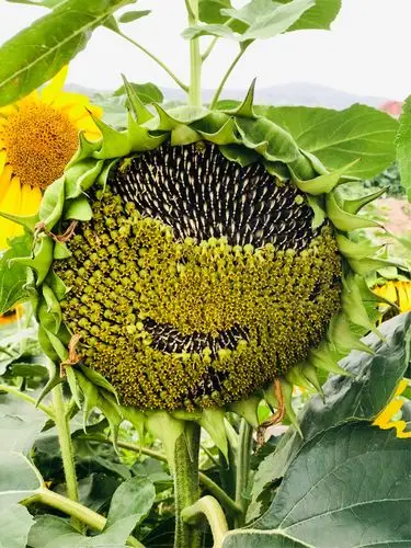 快成熟的葵花露出了笑脸