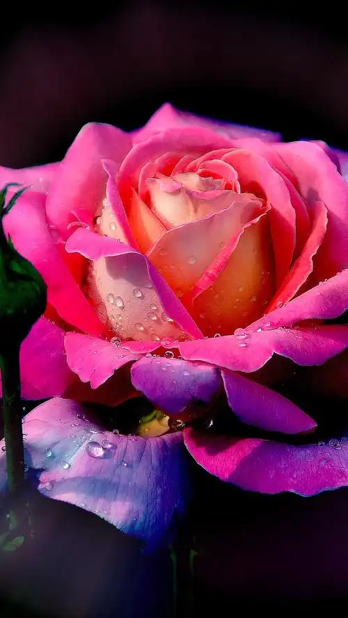 1080_1920竖版 竖屏