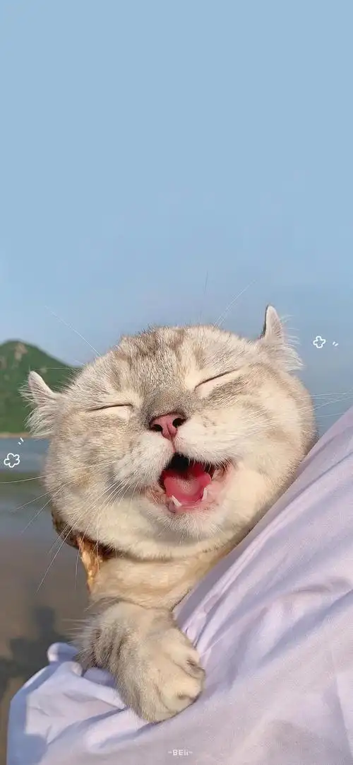 猫咪_手机壁纸_唯美其他手机壁纸_我要个性网