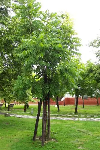 桃花心木-楝科 桃花心木属 常绿乔木 适合做行道树 庭荫树 等