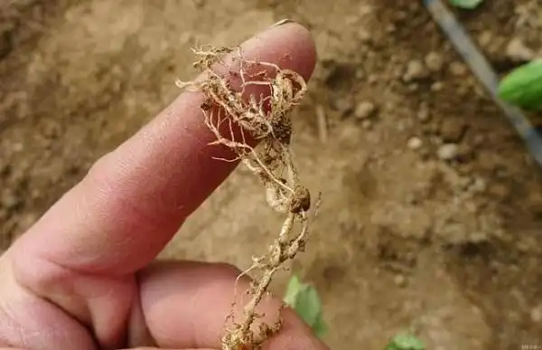 如何预防罗汉果根结线虫病?