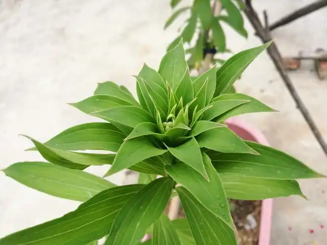 这是从山上挖的野生百合苗,移栽回来.没想到竟然一人多高.