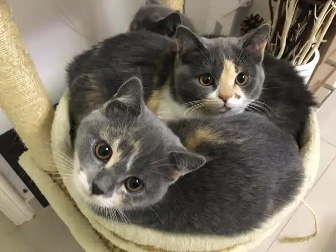 深圳三个半月英短三花蓝乳妹妹寻找铲屎官