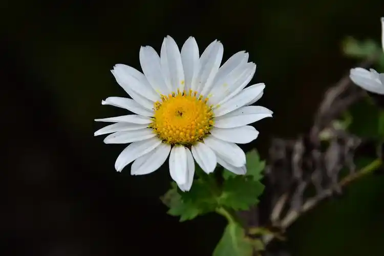 再过些天,张家界天门山悬崖的石缝里,会开出一朵朵白色的野菊花.
