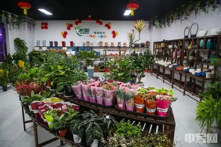 200平方米的绿植超市摆放起了各式的绿植盆栽和微小盆景.
