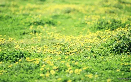 野花烂漫清新风格花卉摄影壁纸