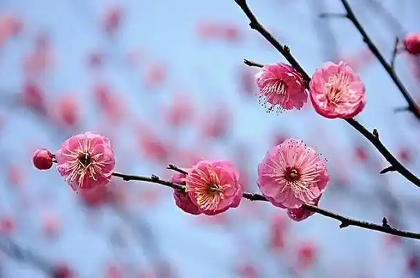 梅花盛开,清新淡雅,超凡脱俗