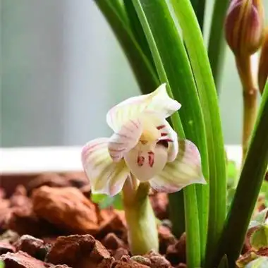 春兰姜氏荷2苗