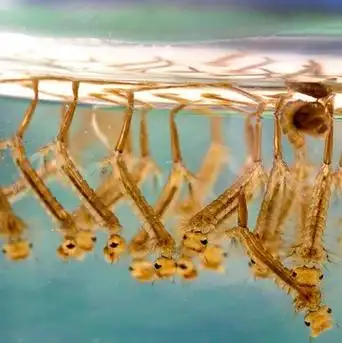 蚊子卵是什么样子的