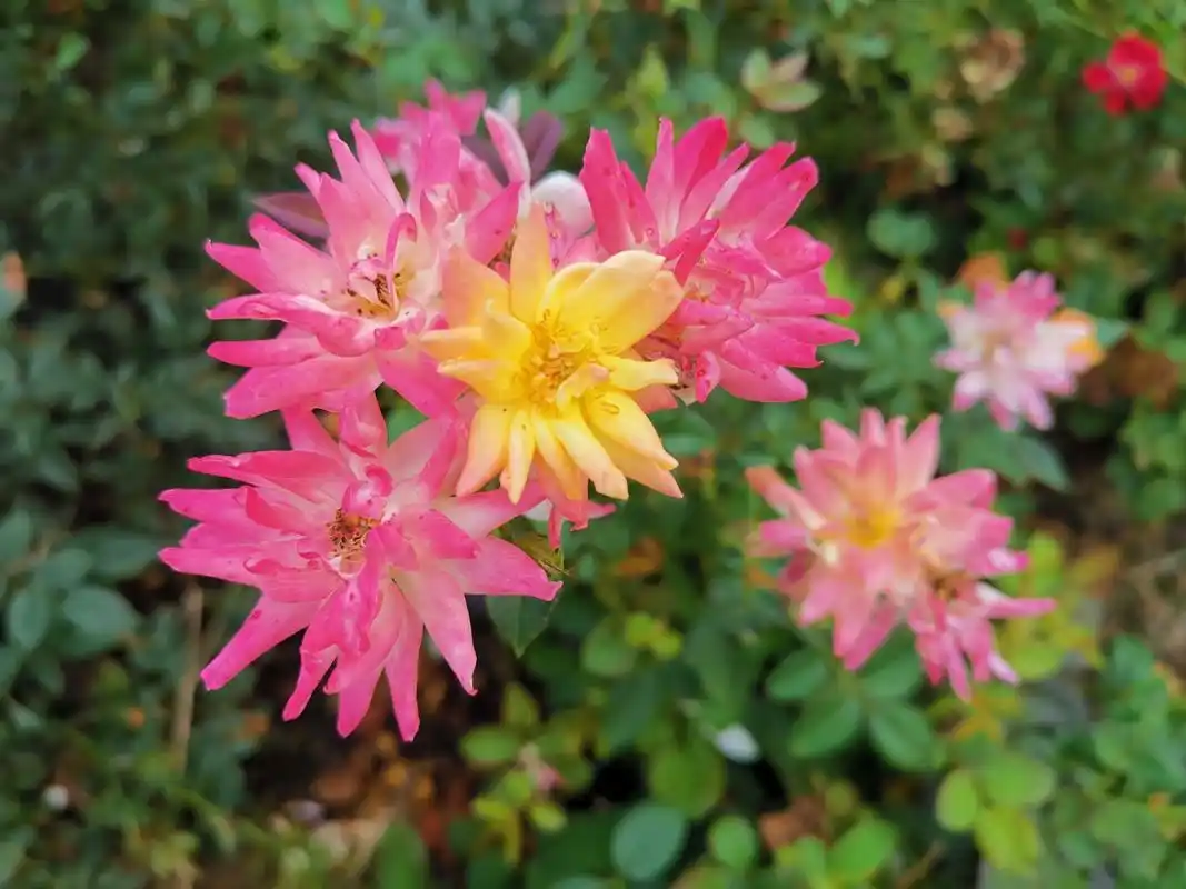月季品种介绍之   婴儿假面舞会  婴儿假面舞会,德国1955年育成,英文